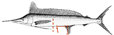 Tetrapturus pfluegeri_claves.jpg